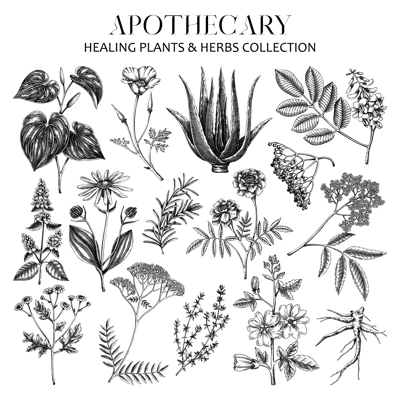 Apothecary plant sketches set. Herbal remedies, medicinal herbs healing plant, natural medicine hand-drawn vector illustration. Vinatge botanical drawings. NOT AI genereted